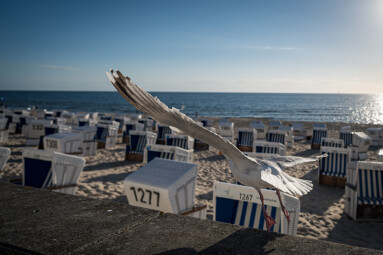 Möwe vor Strandkorb Sylt