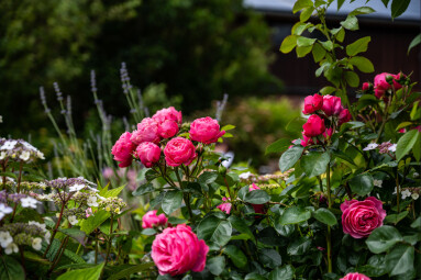 Rosen auf Sylt